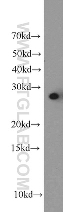 PHD3 Antibody in Western Blot (WB)