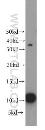 HIST1H4F Antibody in Western Blot (WB)