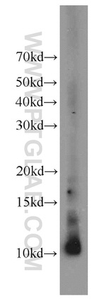 HIST1H4F Antibody in Western Blot (WB)