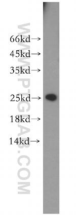 MRPS23 Antibody in Western Blot (WB)