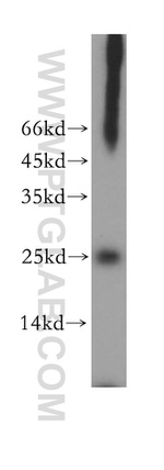 MRPS23 Antibody in Western Blot (WB)