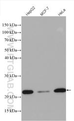 MRPS23 Antibody in Western Blot (WB)