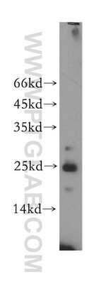 MRPS23 Antibody in Western Blot (WB)