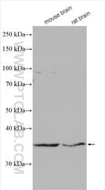p35 Antibody in Western Blot (WB)