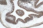 MKRN3 Antibody in Immunohistochemistry (Paraffin) (IHC (P))