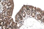MKRN3 Antibody in Immunohistochemistry (Paraffin) (IHC (P))