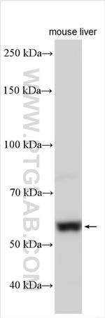 MKRN3 Antibody in Western Blot (WB)