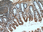 DTX1 Antibody in Immunohistochemistry (Paraffin) (IHC (P))