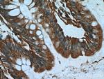DTX1 Antibody in Immunohistochemistry (Paraffin) (IHC (P))