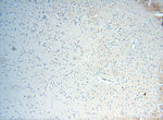 TEX14 Antibody in Immunohistochemistry (Paraffin) (IHC (P))