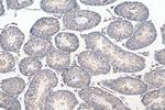 TEX14 Antibody in Immunohistochemistry (Paraffin) (IHC (P))