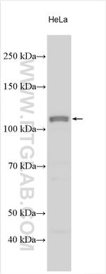 PLD1 Antibody in Western Blot (WB)