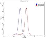 Orexin receptor 1 Antibody in Flow Cytometry (Flow)