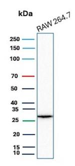 HBEGF/DTR Antibody in Western Blot (WB)