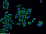 FASTKD3 Antibody in Immunocytochemistry (ICC/IF)