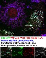 FASTKD3 Antibody in Immunocytochemistry (ICC/IF)