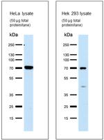 FASTKD3 Antibody in Western Blot (WB)