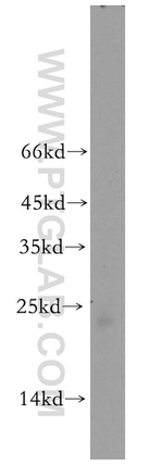 RNASE13 Antibody in Western Blot (WB)