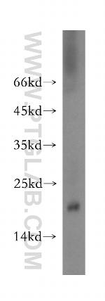 RNASE13 Antibody in Western Blot (WB)