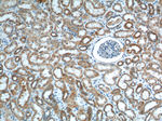 TOMM40 Antibody in Immunohistochemistry (Paraffin) (IHC (P))