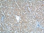 TOMM40 Antibody in Immunohistochemistry (Paraffin) (IHC (P))