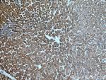 TOMM40 Antibody in Immunohistochemistry (Paraffin) (IHC (P))