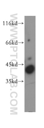 TOMM40 Antibody in Western Blot (WB)
