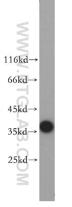 TOMM40 Antibody in Western Blot (WB)