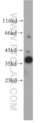 TOMM40 Antibody in Western Blot (WB)