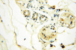 FAM84B Antibody in Immunohistochemistry (Paraffin) (IHC (P))