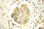 FAM84B Antibody in Immunohistochemistry (Paraffin) (IHC (P))