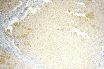 FAM84B Antibody in Immunohistochemistry (Paraffin) (IHC (P))