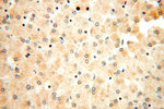 FAM84B Antibody in Immunohistochemistry (Paraffin) (IHC (P))