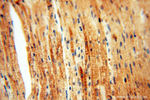 FAM84B Antibody in Immunohistochemistry (Paraffin) (IHC (P))