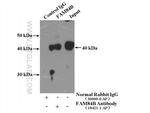 FAM84B Antibody in Immunoprecipitation (IP)