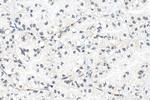 RPP30 Antibody in Immunohistochemistry (Paraffin) (IHC (P))