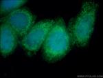 MRPS30 Antibody in Immunocytochemistry (ICC/IF)