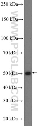 MRPS30 Antibody in Western Blot (WB)