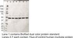 MRPS30 Antibody in Western Blot (WB)