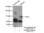 TRIM41 Antibody in Immunoprecipitation (IP)