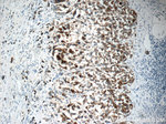MLANA Antibody in Immunohistochemistry (Paraffin) (IHC (P))