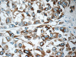 MLANA Antibody in Immunohistochemistry (Paraffin) (IHC (P))