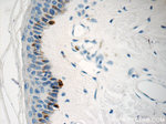 MLANA Antibody in Immunohistochemistry (Paraffin) (IHC (P))