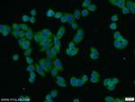 IKBKG Antibody in Immunocytochemistry (ICC/IF)