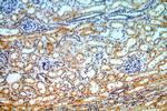 IKBKG Antibody in Immunohistochemistry (Paraffin) (IHC (P))