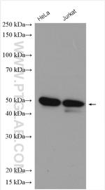 IKBKG Antibody in Western Blot (WB)