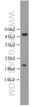 ID1 Antibody in Western Blot (WB)