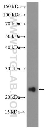 POLR2G Antibody in Western Blot (WB)