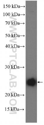 POLR2G Antibody in Western Blot (WB)