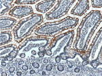 ALPPL2 Antibody in Immunohistochemistry (Paraffin) (IHC (P))